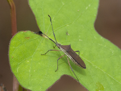 Chariesterus armatus