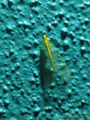 Chrysoperla rufilabris