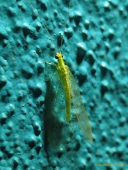 Chrysoperla rufilabris