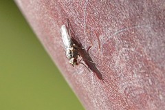 Fucellia