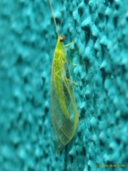 Chrysoperla rufilabris