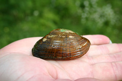 Alasmidonta marginata