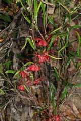 Grevillea oleoides