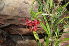 Grevillea oleoides
