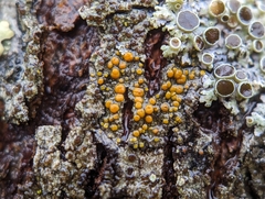 Caloplaca cerina