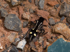 Traumatomutilla parallela