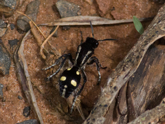 Traumatomutilla parallela