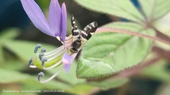 Spathulina acroleuca