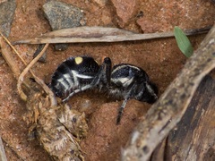 Traumatomutilla parallela