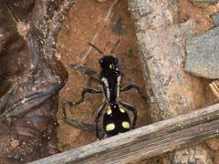 Traumatomutilla parallela