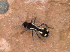 Traumatomutilla parallela