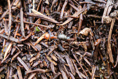 Formica integra