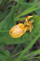 Cypripedium parviflorum pubescens