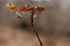 Rose rosette emaravirus