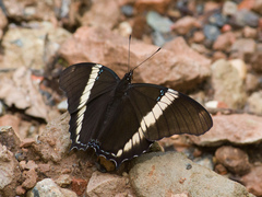 Siproeta epaphus trayja