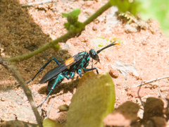 Pepsis atripennis