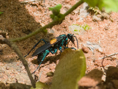 Pepsis atripennis