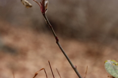 Rose rosette emaravirus