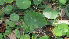Hydrocotyle bonariensis