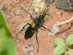 Pepsis atripennis