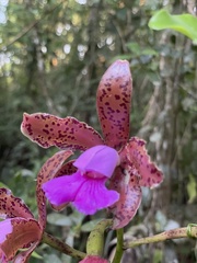 Cattleya tigrina