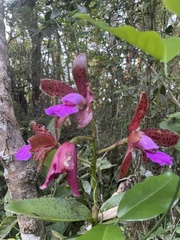 Cattleya tigrina