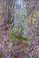 Chamaecyparis thyoides
