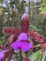 Cattleya tigrina