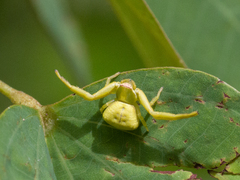 Misumenoides