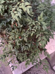Nandina