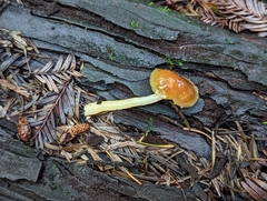 Gliophorus psittacinus