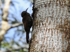 Lepidocolaptes souleyetii
