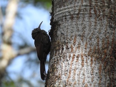 Lepidocolaptes souleyetii