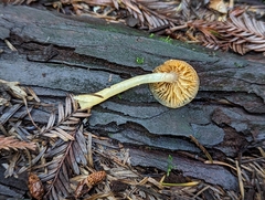 Gliophorus psittacinus