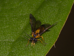 Sterictiphorinae