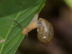 Bulimulus tenuissimus