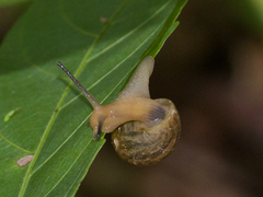 Bulimulus tenuissimus