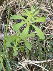 Galium aparine
