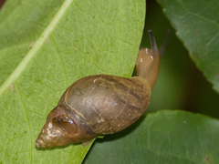 Bulimulus tenuissimus