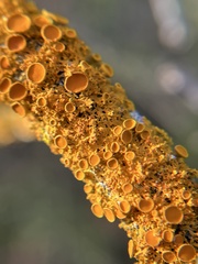 Xanthorioideae