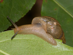 Bulimulus tenuissimus
