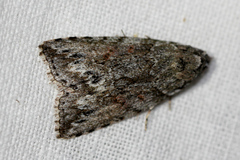 Calathusa basicunea