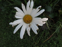 Leucanthemum maximum