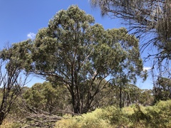 Eucalyptus microcarpa