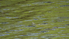 Pseudemys peninsularis