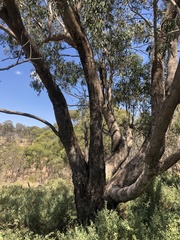 Eucalyptus microcarpa