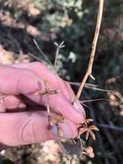 Eucalyptus microcarpa
