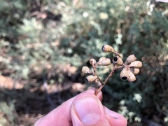 Eucalyptus microcarpa