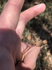 Eucalyptus microcarpa