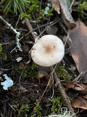 Clitocybe deceptiva